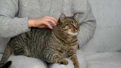 Cat Signs of Love: 10 Secrets to Help You Understand Your Pet