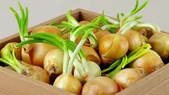 Onions Won’t Sprout Until Spring: Remember These Winter Storage Rules