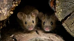 Mice Will Run from Your Home for Good: Here’s How to Fix the Problem Without Chemicals
