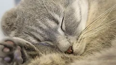 Why Your Cat Keeps Changing Sleeping Spots: Experts List 8 Reasons