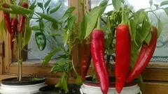 How to Easily Grow Hot Peppers at Home: Essential Tips from Gardeners