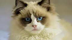 Which Cats Have the Most Beautiful Eye Color? Experts Name 6 Breeds