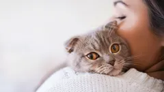 Why Cats Follow Their Owners Everywhere: A Zoologist Reveals Surprising Reasons