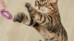 They’ll Never Let You Get Bored: 9 Most Active Cat Breeds