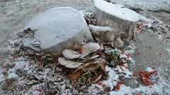 Stumps on Your Property Will Disappear on Their Own: 3 Best Ways Without Calling a Tractor